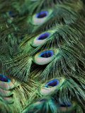 Peacock Feather Detail