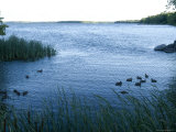 Ducks Swim Along the Edge of Leech Lake in Minnesota