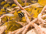 Juvenile French Angelfish Among French Grunts and Cottonwicks  Cozumel  Mexico
