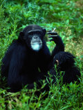 Infant Chimpanzee Watches its Mother Smoke a Cigarette