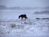 One Horse Walking Along in Winter Snow Storm  Kansas
