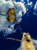 Male Northern Flicker Flies to Nesting Cavity  Alaska