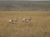 Pronghorn Antelope at the Charles M Russell National Wildlife Refuge