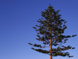 Norfolk Pine Tree  Ventura  California