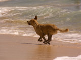 Dog Runs on the Beach  Hawaii