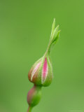 Nookta Rose About to Explode  Alaska