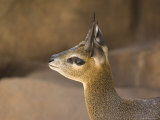 Klipspringer at the Henry Doorly Zoo in Omaha  Nebraska
