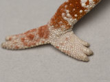 Panther Chameleon's Leg at the Lincoln Children's Zoo  Nebraska