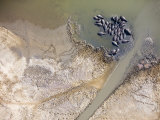 Pod of Hippos in the Umfolozi River of the St Lucia Estuary  South Africa