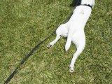 Dog on Leash Resting on Grass Lawn  Santa Barbara  California
