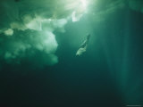 Harp Seal Dives Below Ice Floes in the Gulf of St Lawrence