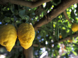 Lemons Hanging from a Lemon Tree for Sale as Local Produce on the Amalfi Coast in Ravello  Italy