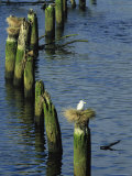 how to make fake dock pilings