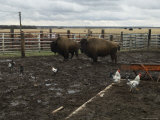 Farm in Burwell  Nebraska
