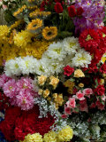 Large Bunch of Colorful Flowers  Italy