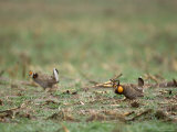 Greater Prairie-Chickens Display on a Breeding Ground or Lek  Burwell  Nebraska