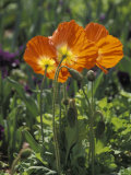 Orange Poppy Flower in the Dallas Arboretum in Dallas  Texas