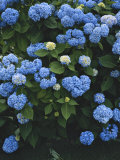 Nature Scene of Blue Hydrangeas in Blythedale Park  Mill Valley  Mill Valley  California