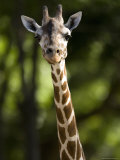 Reticulated Giraffe at the Henry Doorly Zoo in Omaha  Nebraska