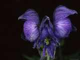 Monkshood Grows in Alaskan Coastal Rainforest