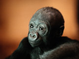 Infant Gorilla in a Zoo