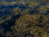 Knotted Wrack Seaweed Floating Atop the Water  Groton  Connecticut