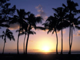 Palm Trees in Silhouette During Sunset on Oahu  Hawaii