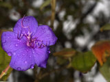 Glory or Purple Princess Flower  Tibouchina Urvilleana Close-Up Stamen  California