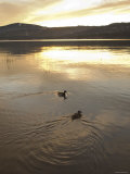 Ducks Floating on Lake at Sunset  California