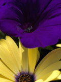 Purple Petunia and Yellow Osteospermum Sitting Side by Side  Groton  Connecticut
