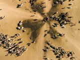 Livestock Gather at This Deep Radial Well in the Saharan Steppe  Chad