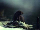 Mink Stands over its Prey  A Mallard Duck