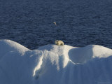 Polar Bear Sitting on Iceberg  Svalbard Islands  Norway