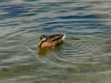 Lone Duck Swimming on a River  Groton  Connecticut
