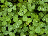 Lush Green Ground Cover with Morning Dew