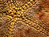 Extreme Close-Up of the Mouth of a Sea Star