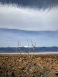 Dry Area of Bad Water with Tree  Snow Covered Mountains in Back Ground  California
