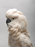 Salmon-Crested Cockatoo at the Sedgwick County Zoo  Kansas