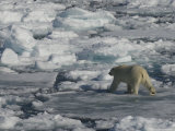 Polar Bear Walking on Iceberg  Svalbard Islands  Norway