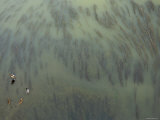 River Arno  Ducks Swimming in the River and Grass  Florence  Italy