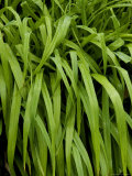 Ornamental Grasses Covered with Morning Dew  Groton  Connecticut