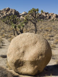 Joshua Trees and Rock Formations  Joshua Tree National Park  California