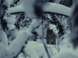 Lynx Walking in Snowy Forest  Alaska