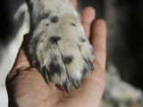 Dog Paw  Low Section  Bolinas  California