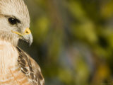 Portrait of a Florida Red-Shouldered Hawk