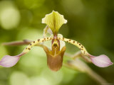 Hybrid Orchids at the Atlanta Botanical Garden