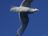 Kittiwake Flying in Air  Svalbard Islands  Norway