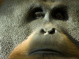 Male Orangutan at the Sedgwick County Zoo  Kansas