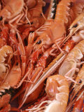 Norway  Bergen  Fish and Crustaceans  Full Frame