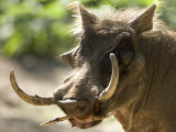 Mean Looking Warthog with Very Long Tusks Looks at the Camera  Henry Doorly Zoo  Nebraska